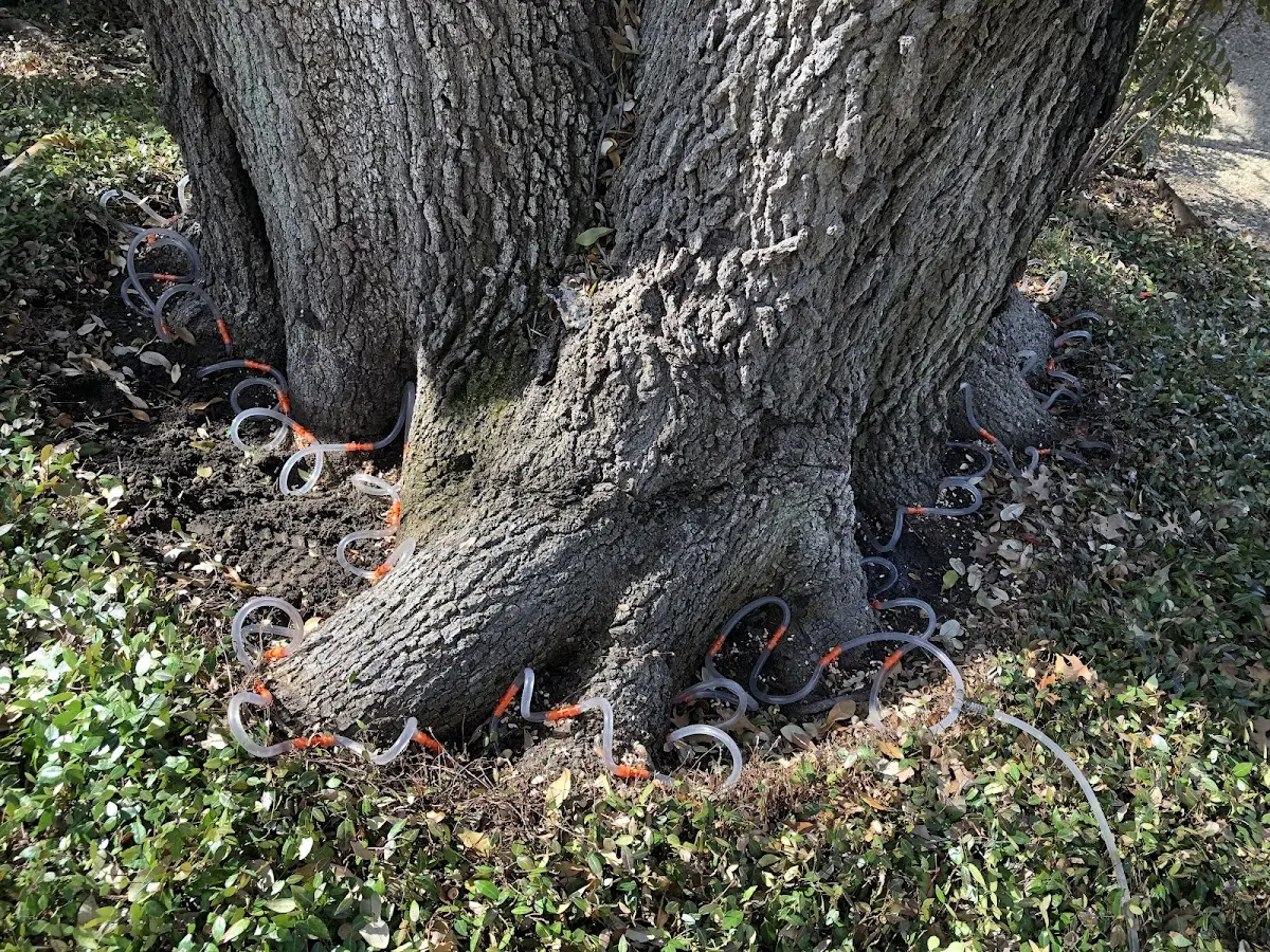 Detailed Tree Cabling and Bracing job site in Glens Falls