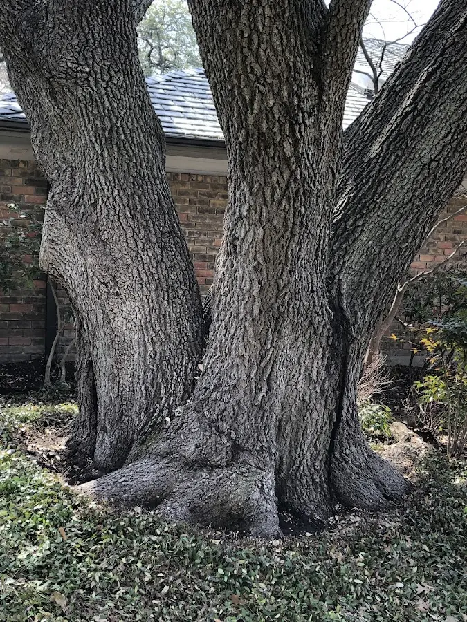 Mature heritage tree close to a Glens Falls property cared for by certified arborists